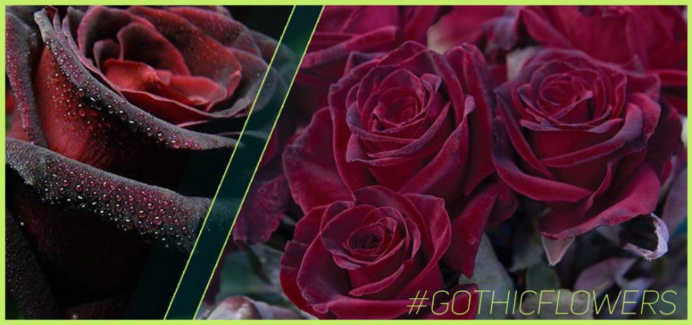 A Guide To Gothic Garden Flowers For A Nightmare-Free Garden - Horror ...